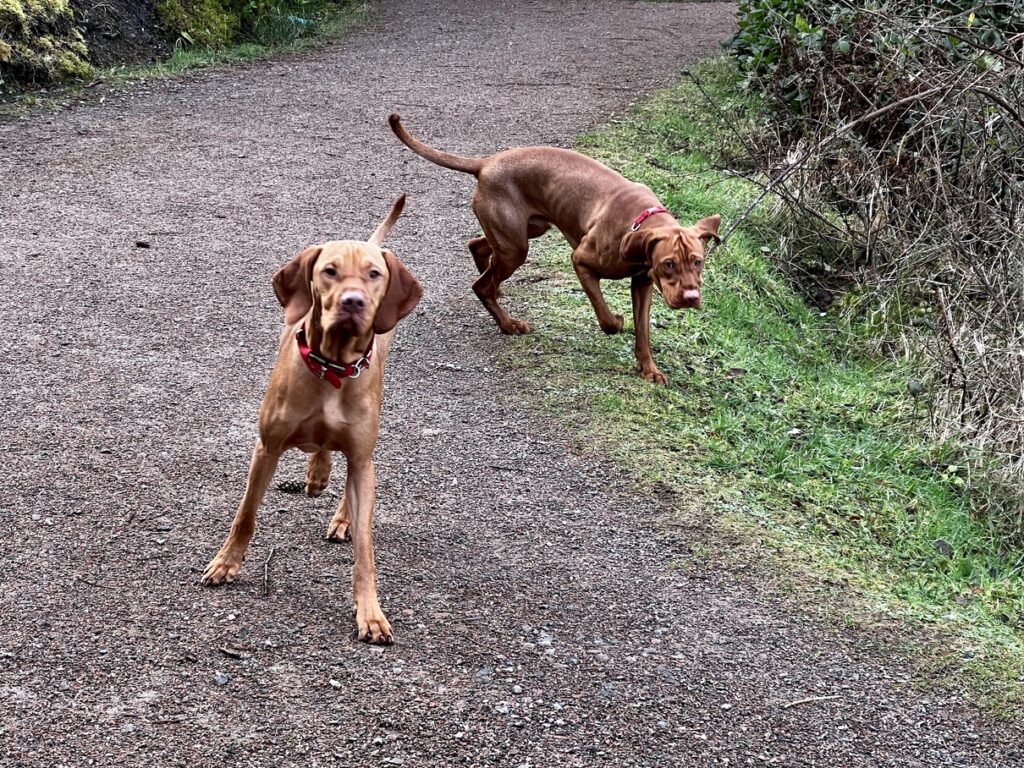 fergus glencoe 20220010