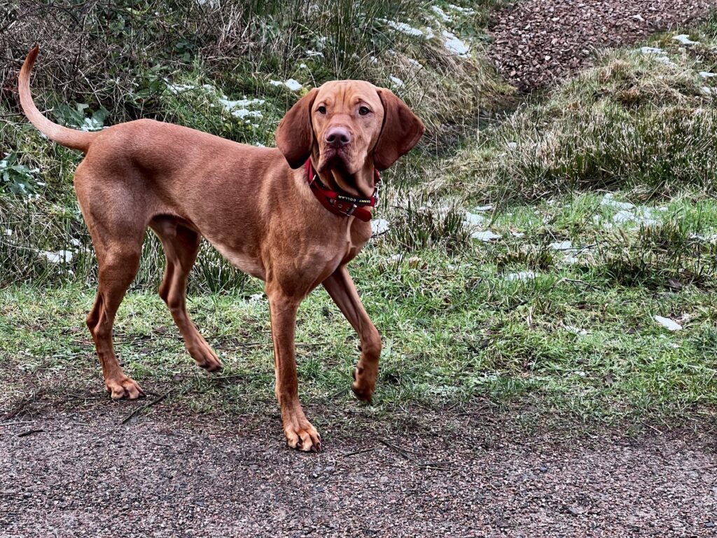 fergus glencoe 20220011