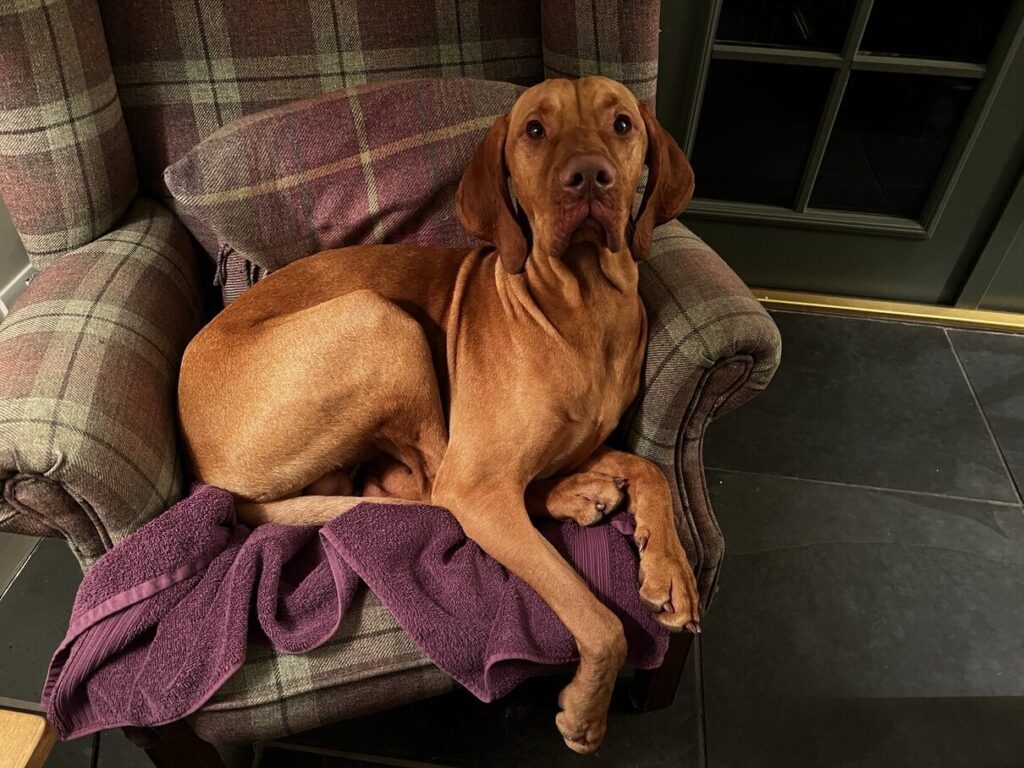 fergus glencoe dogs 20220001