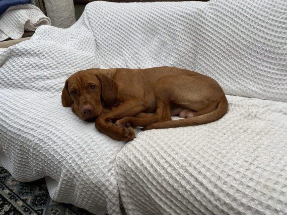 fergus sleeping puppy0003