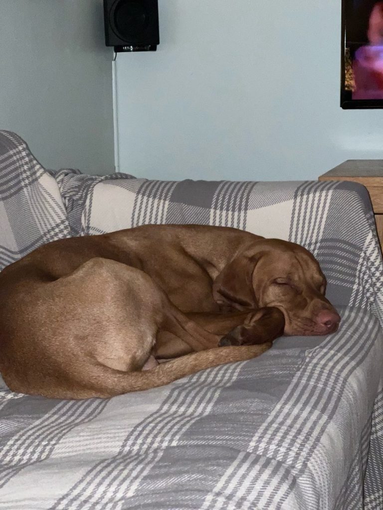 fergus sleeping puppy0014