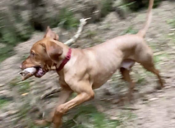 fergus sticks 20210002