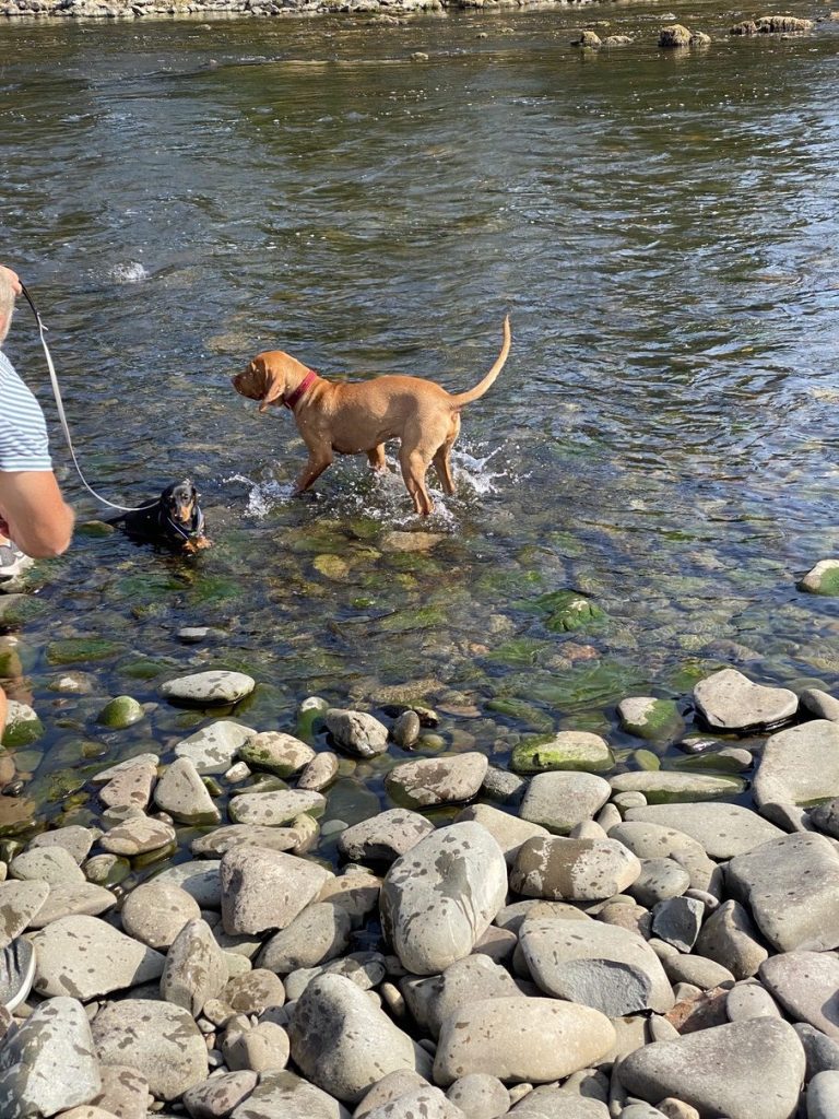 fergus tweed puppy0000