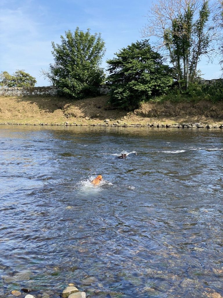 fergus tweed puppy0001