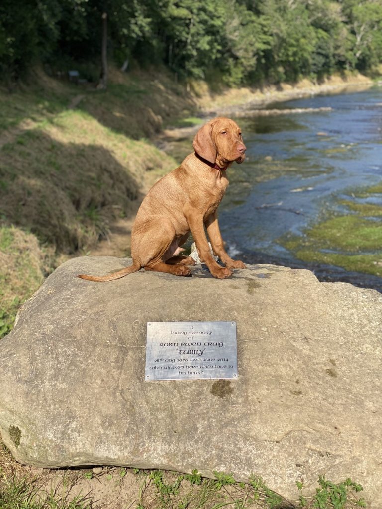 fergus tweed puppy0002