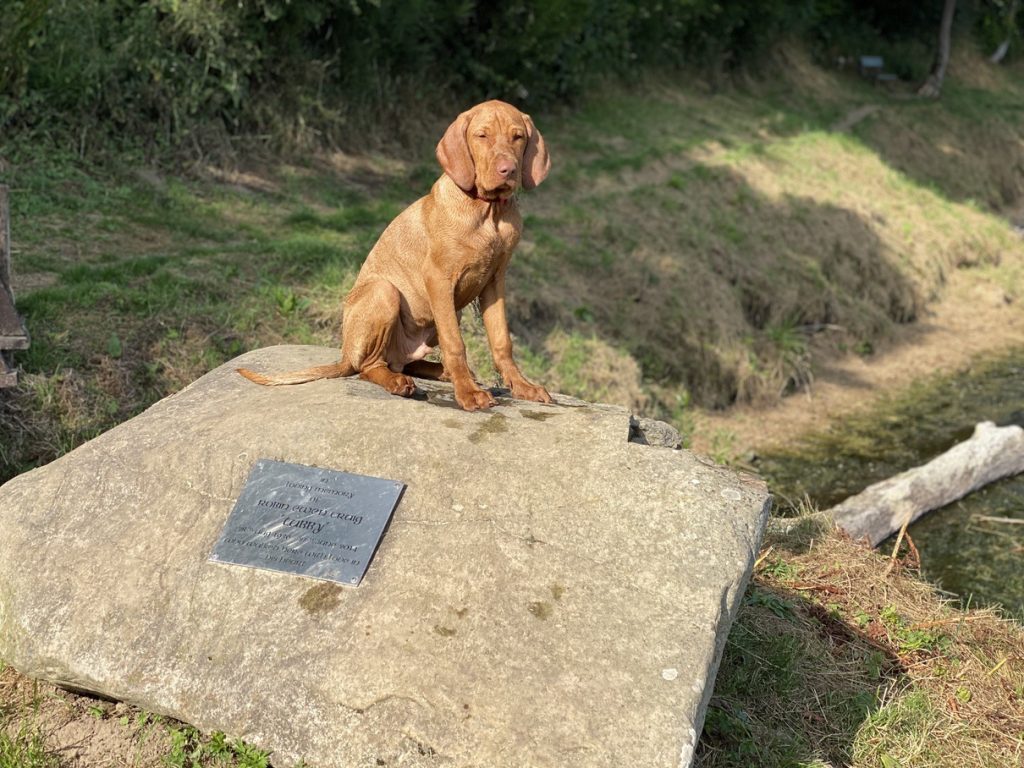 fergus tweed puppy0003