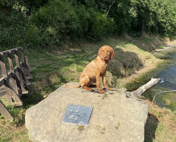 fergus tweed puppy0004