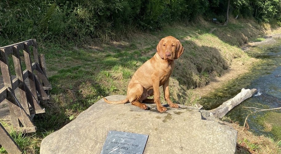 fergus tweed puppy0004