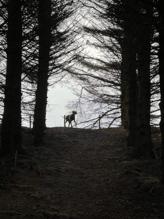 fergus silhouette0001