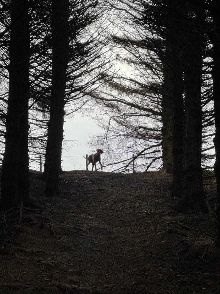 fergus silhouette0001