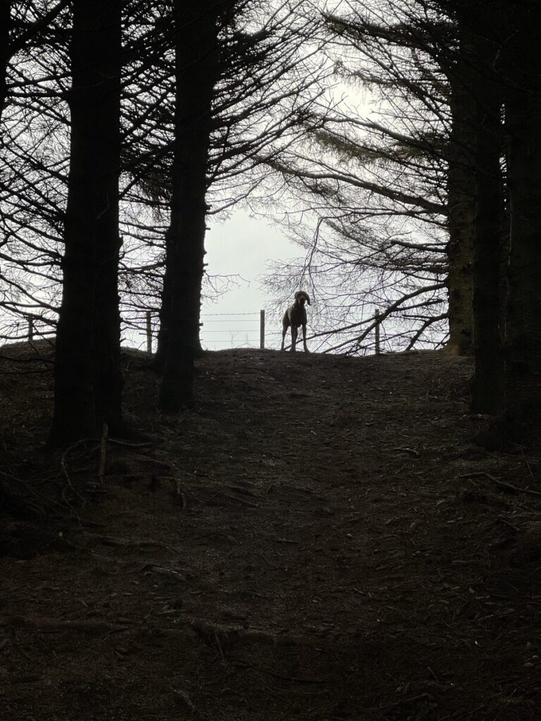 fergus silhouette0002