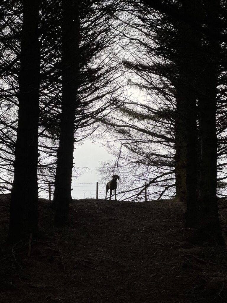 fergus silhouette0004