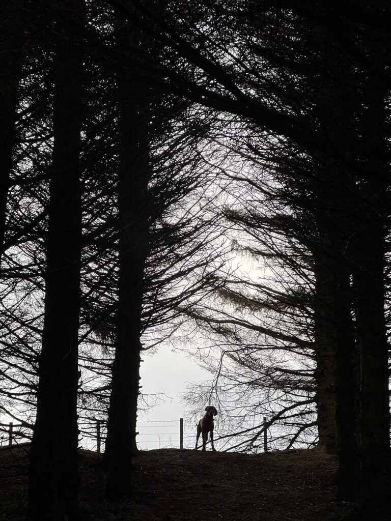 fergus silhouette0005