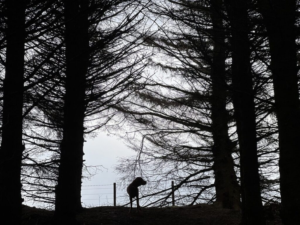 fergus silhouette0007