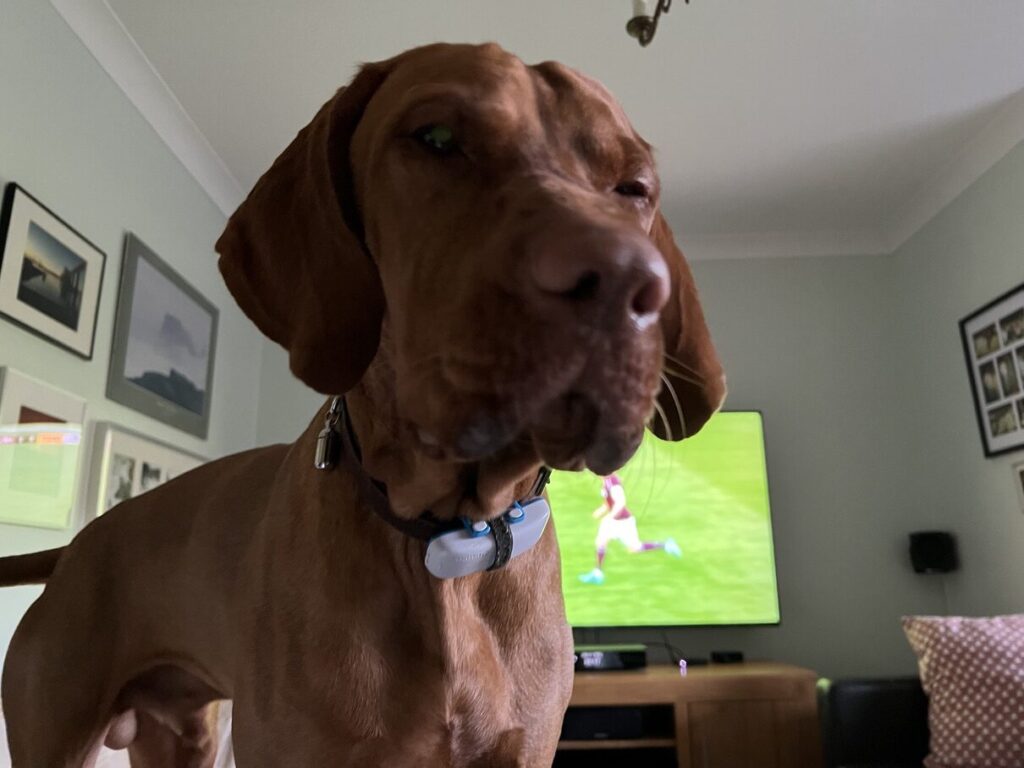 Fergus