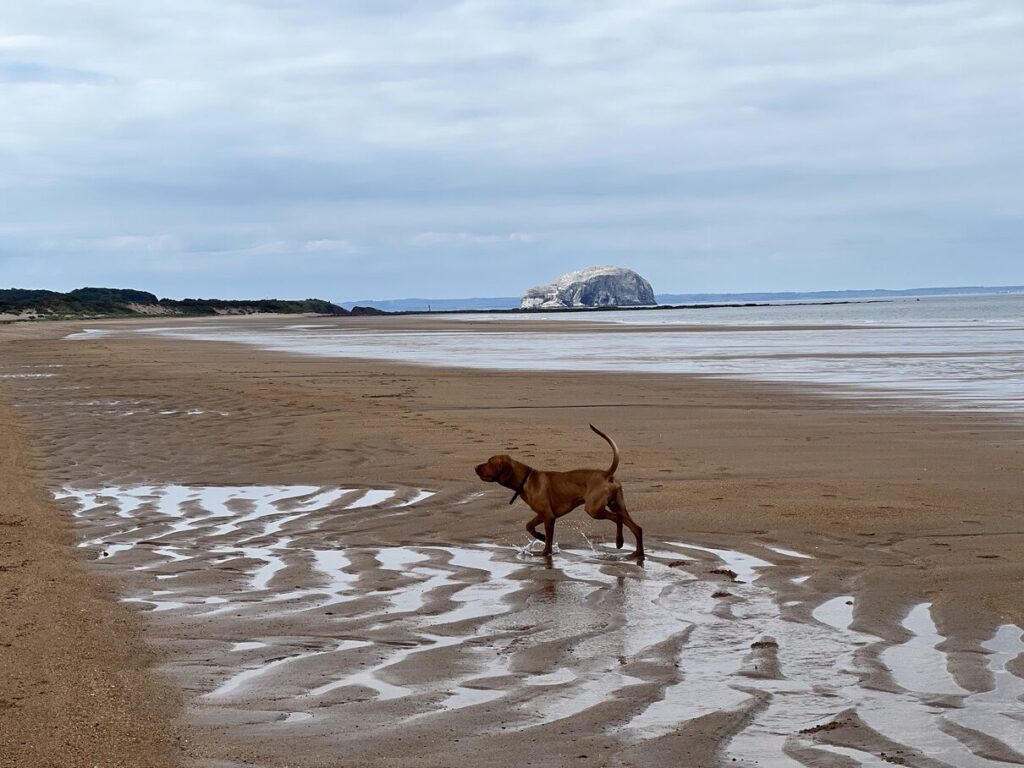 Fergus
