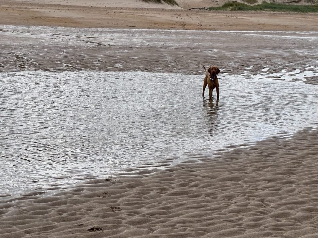 Fergus