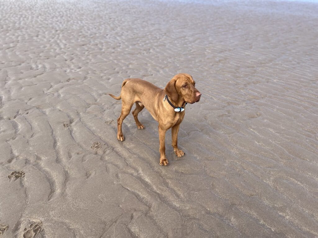 Fergus