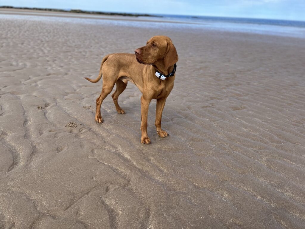 Fergus