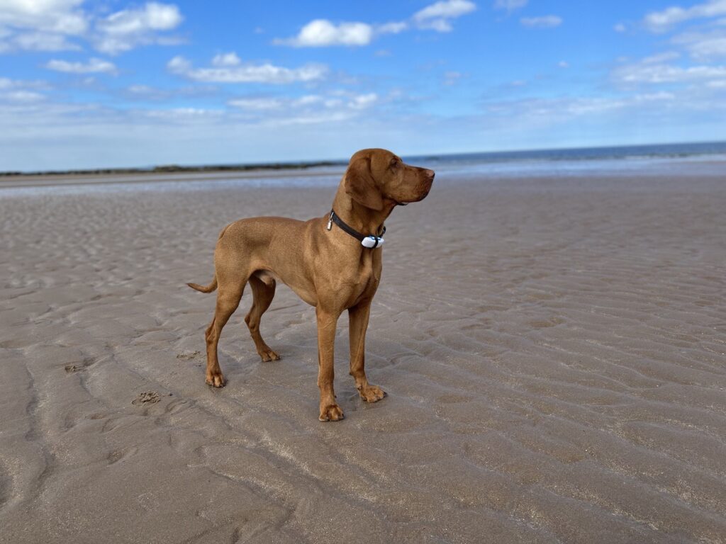 Fergus