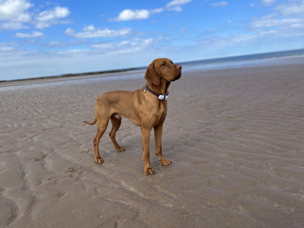 Fergus