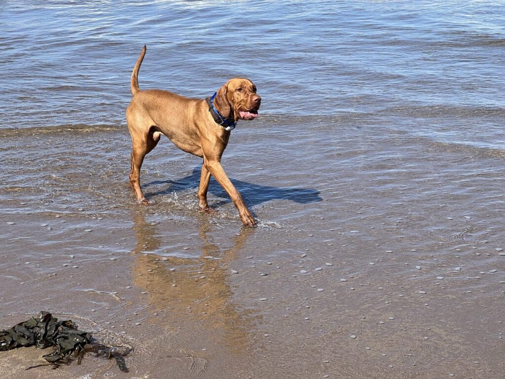 Fergus