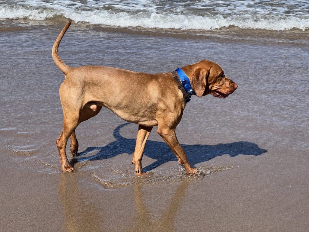 Fergus